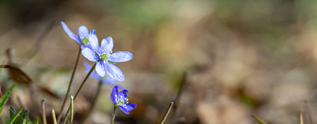 Налоговые льготы для ИТ, материальная ответственность: важные новости с 23 по 27 марта 2026 года