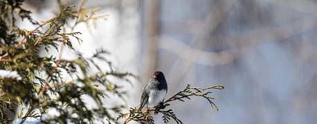 Увольнение перед сдачей отчетности, борьба с теневой занятостью и другие новости последней недели февраля 2024 г.
