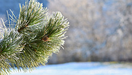 Что нельзя пропустить с 19 по 22 декабря 2022: форма ЕФС-1, сроки сдачи РСВ, формы отчетов в ПФР