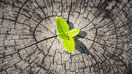 Учет многолетних насаждений   