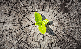 Учет многолетних насаждений   