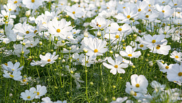 Особенности учета сезонного производства. Сезонность по НК РФ с 2026 года. 