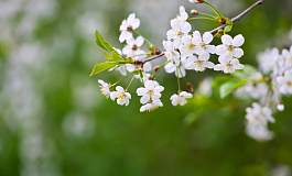 Responsive image