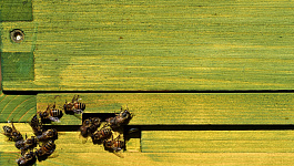 Восстановление НДС по объектам ОС, принятый ранее к вычету?