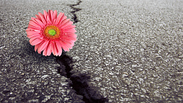 «А фирма “Ромашка» скоро завянет!”  Может ли электронное письмо навредить репутации?