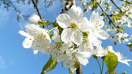 Считаем зарплату и аванс за май 2021 с учетом нерабочих дней