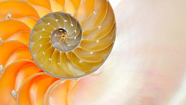 Что такое поисковые активы