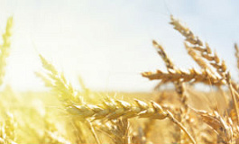 О возврате излишне уплаченного земельного налога