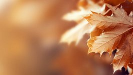 Важные новости последней недели октября 2025 года: налоговые отсрочки, НВОС, реквизиты для уплаты налогов