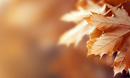 Важные новости последней недели октября 2025 года: налоговые отсрочки, НВОС, реквизиты для уплаты налогов