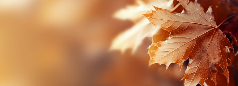 Важные новости последней недели октября 2025 года: налоговые отсрочки, НВОС, реквизиты для уплаты налогов