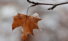 Новости последней недели ноября 2025 года: УСН, торговый сбор, детские пособия с 2026 года