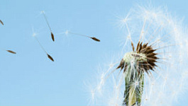 Право на освобождение от уплаты НДС: условия