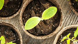 Записки налогового консультанта: как отстоять затраты на озеленение