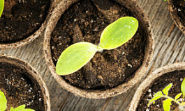 Записки налогового консультанта: как отстоять затраты на озеленение