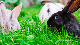 В каких случаях нужно менять штатное расписание