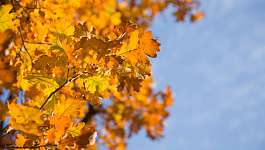 Обзор новостей с 20 по 24 октября 2025 года: меняются сроки уплаты НДФЛ и страховых взносов, лимиты для УСН в 2026 году